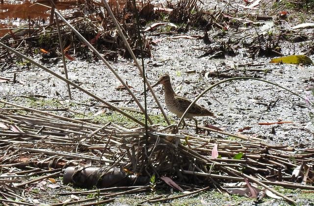 bekasina japonská - ML438465581