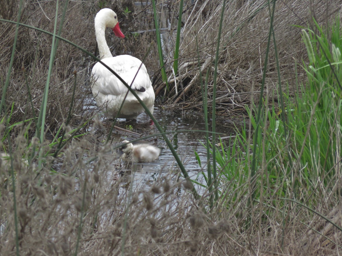 Coscoroba Swan - ML438467801