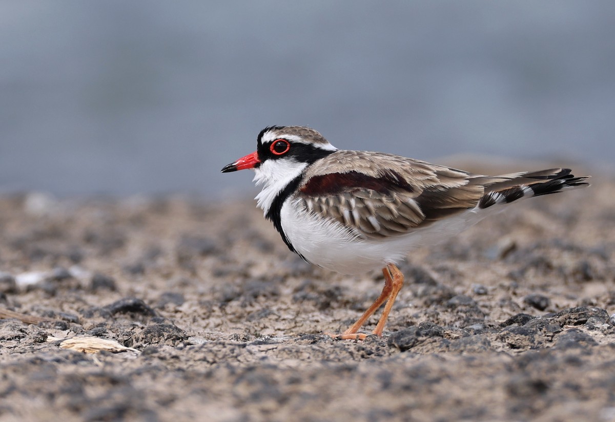 Black-fronted Dotterel - ML438468141