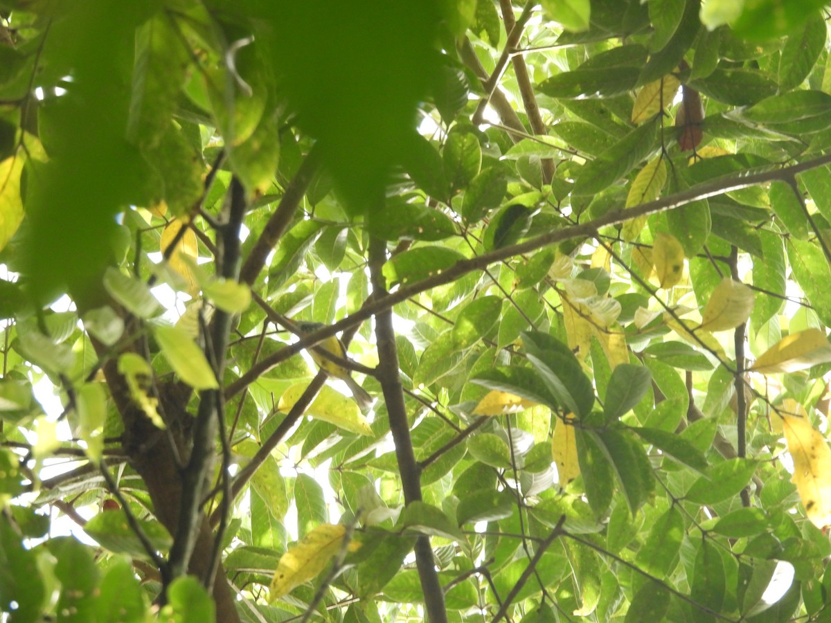 Mountain Tailorbird - Chester Yip