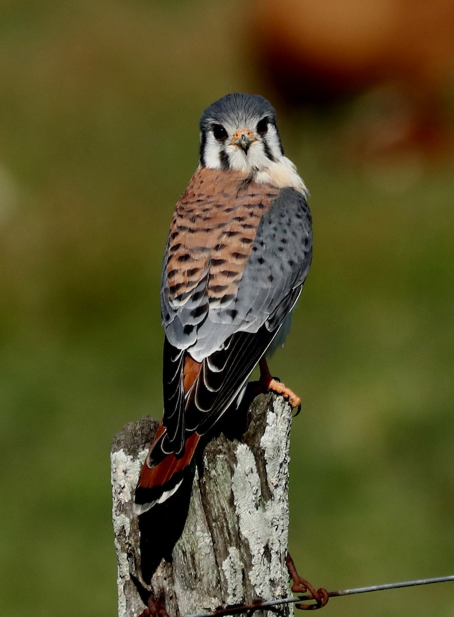 American Kestrel - ML438469021