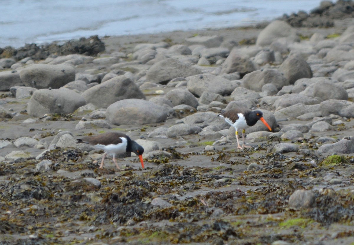 American Oystercatcher - ML438471321