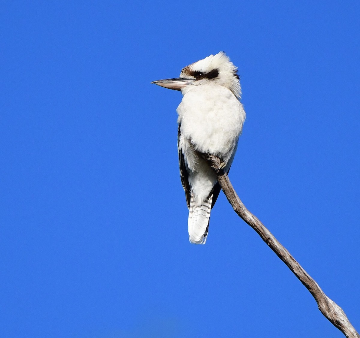 Laughing Kookaburra - ML438472871