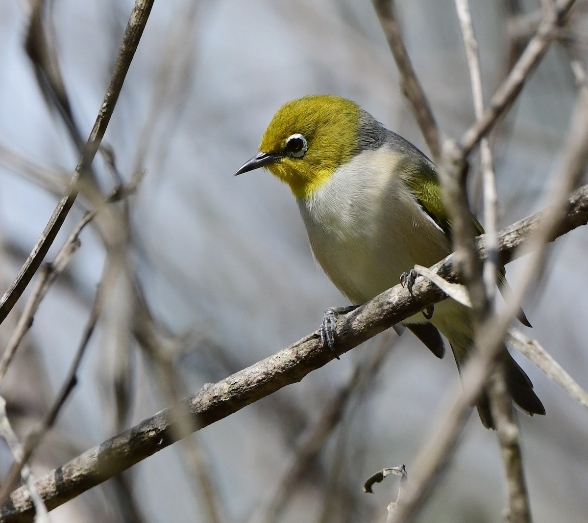 Zostérops à dos gris - ML438472901