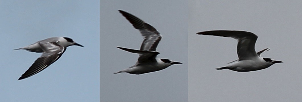 Royal Tern - Bob Heitzman