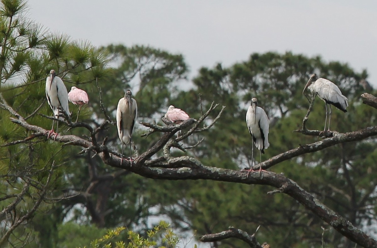 Wood Stork - ML438475631