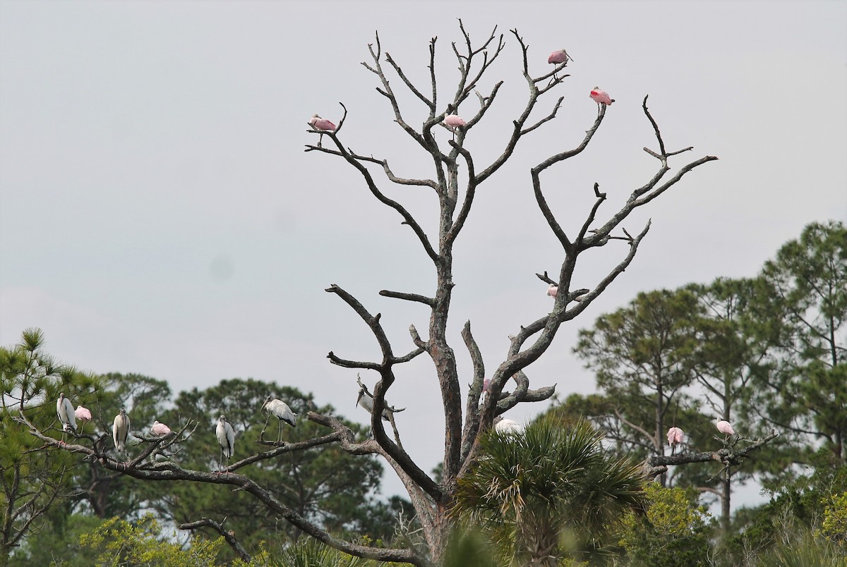 Roseate Spoonbill - ML438475681