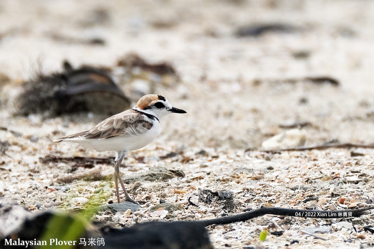 Malaysian Plover - Lim Ying Hien