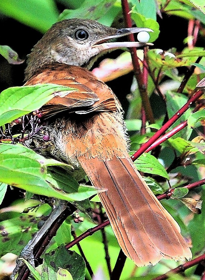 Brown Thrasher - Alan Sankey  COHL