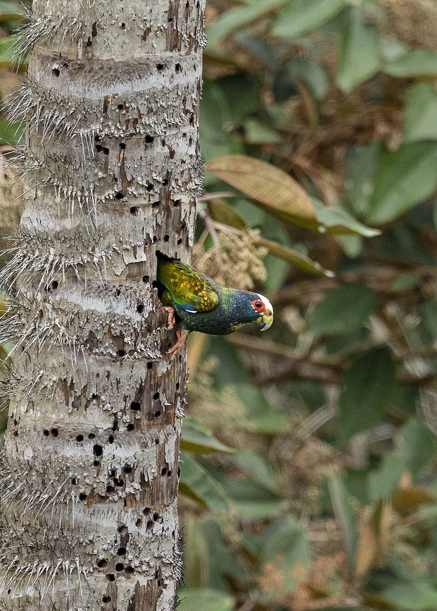 White-crowned Parrot - Carlos Cruz / @TeamOspreyPTY