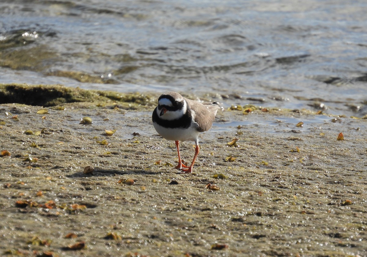 Common Ringed Plover - Jill Liske-Clark