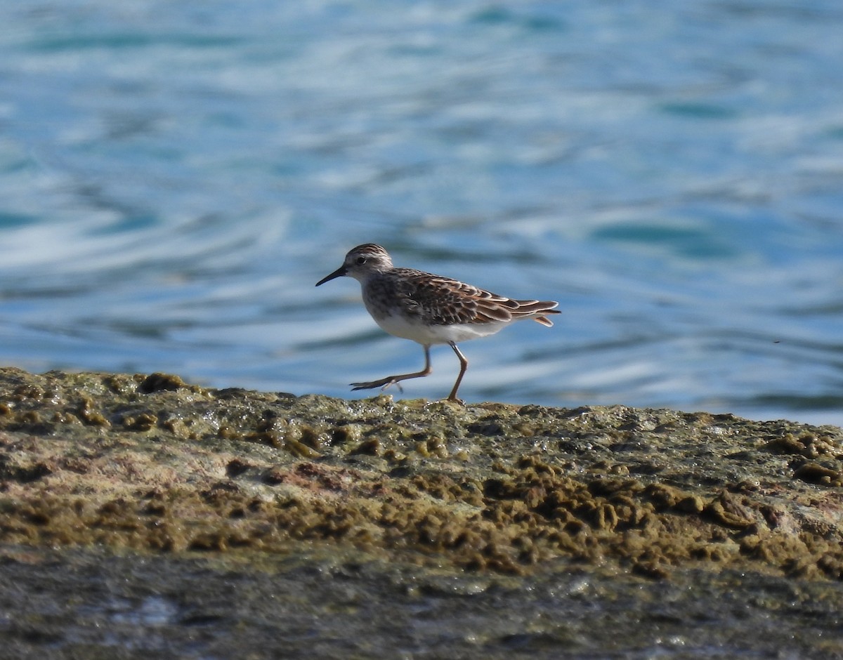 Long-toed Stint - Jill Liske-Clark