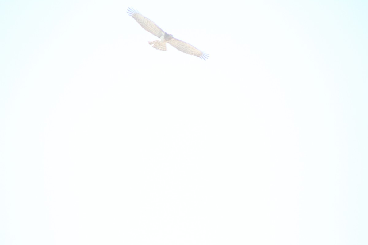 Schlangenadler - ML438480211
