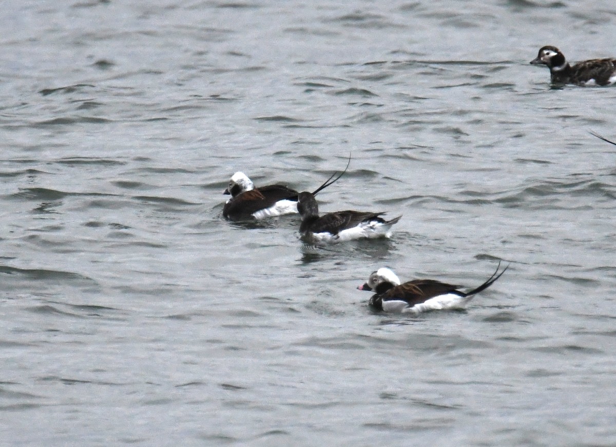 Long-tailed Duck - ML438480301