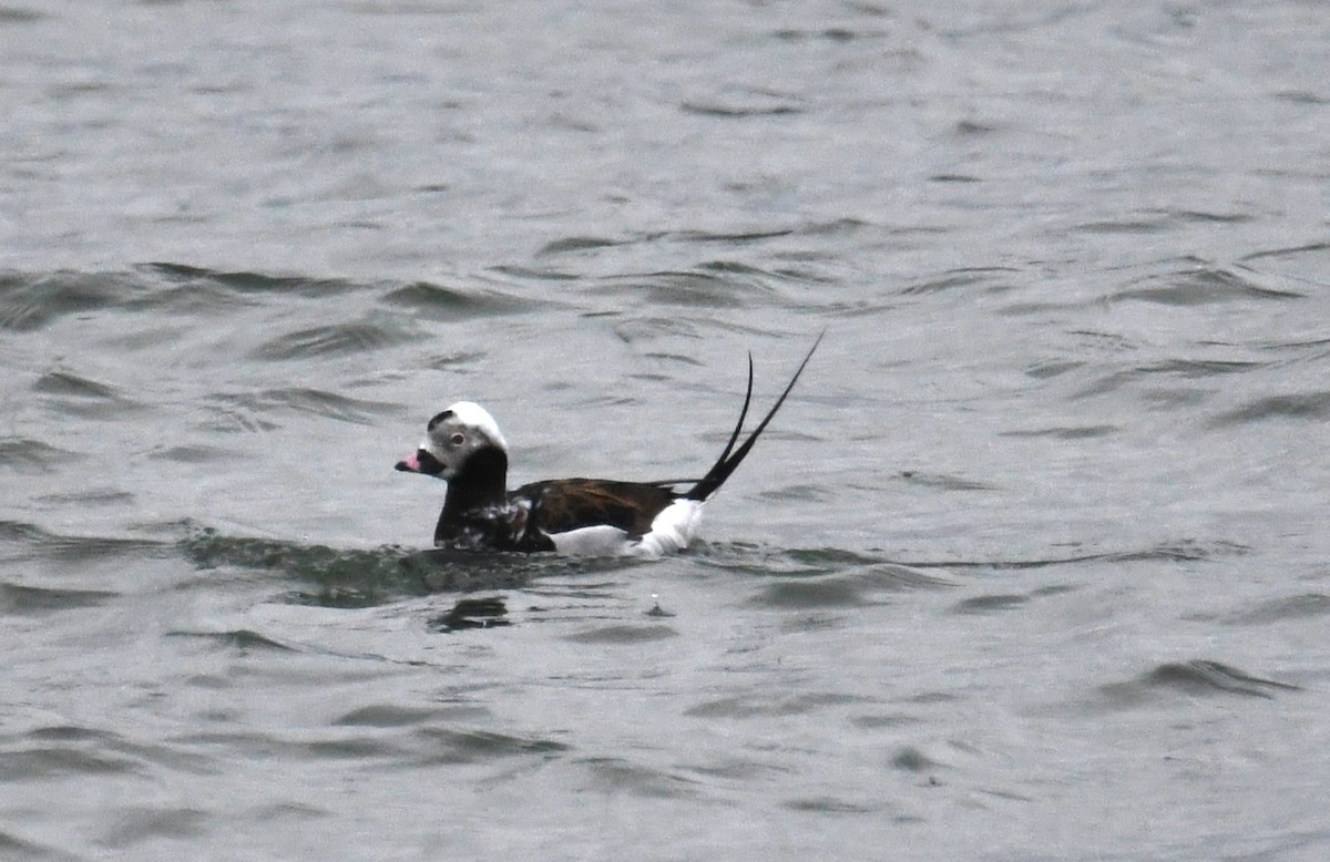 Long-tailed Duck - ML438480321