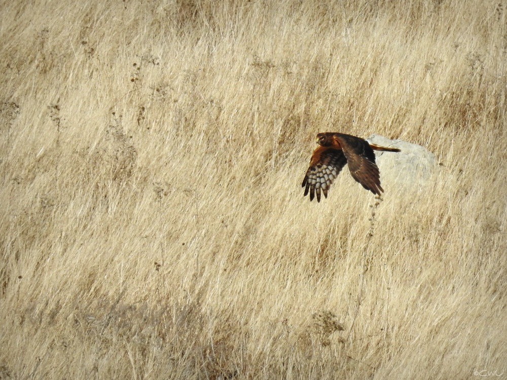 Northern Harrier - ML43848051