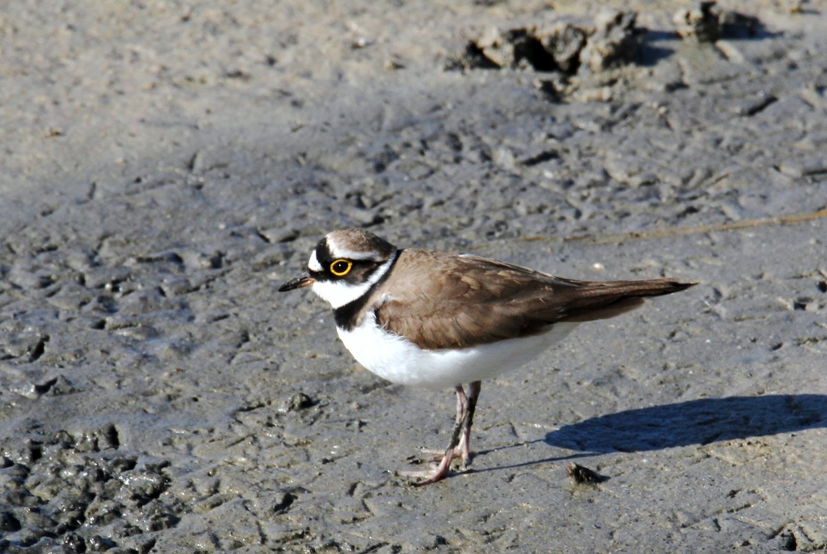 Little Ringed Plover - ML438480891