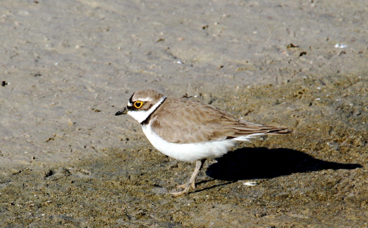 Little Ringed Plover - ML438480931