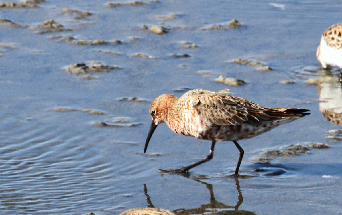 Curlew Sandpiper - yuda siliki