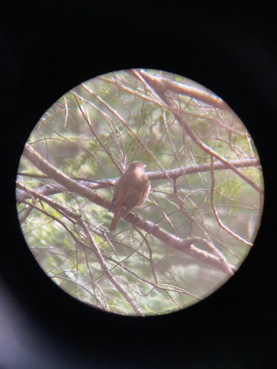 Hermit Thrush - ML438481941