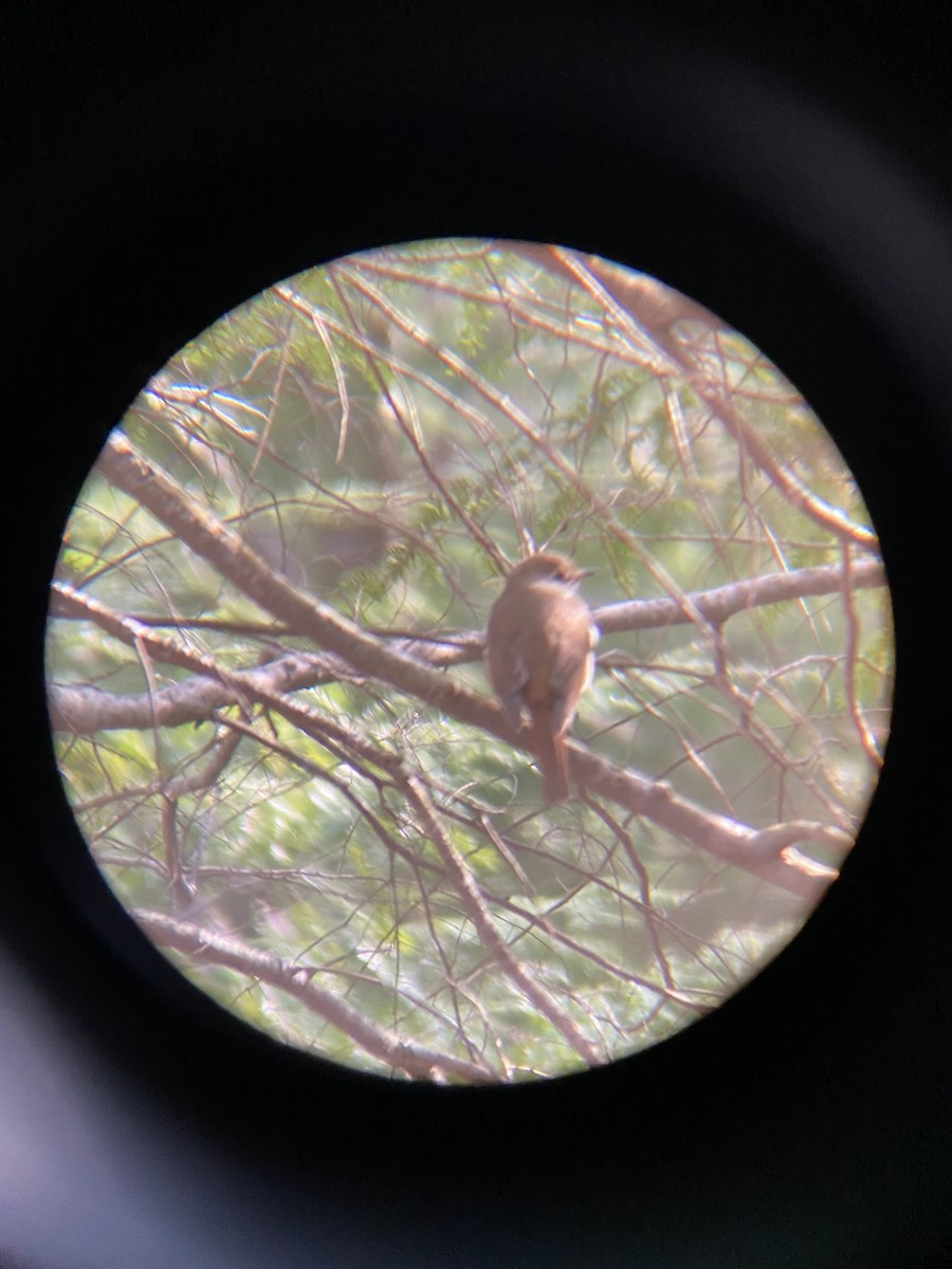 Hermit Thrush - ML438481981