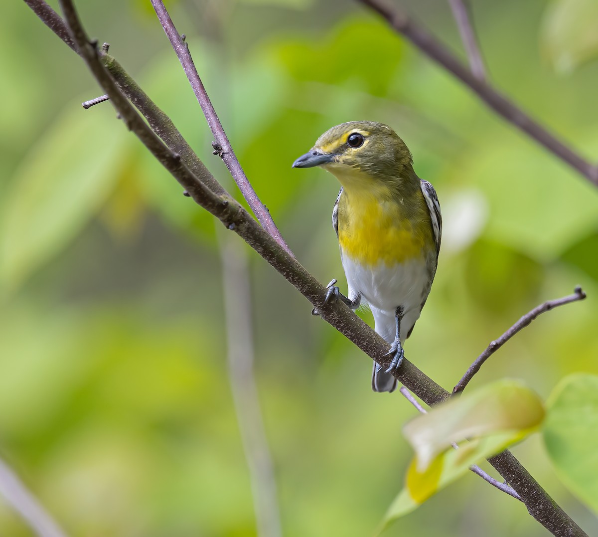 Yellow-throated Vireo - Gena Flanigen