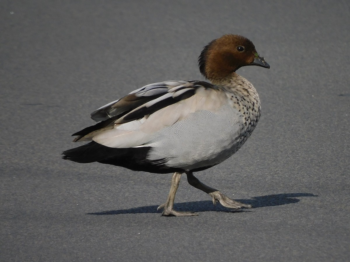 Maned Duck - George Vaughan