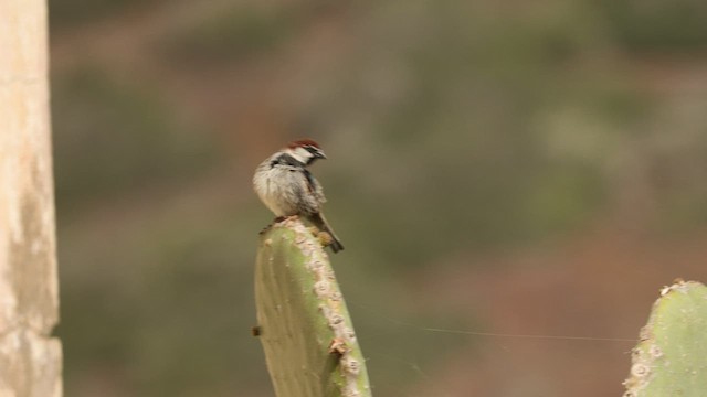 Italian Sparrow - ML438487091