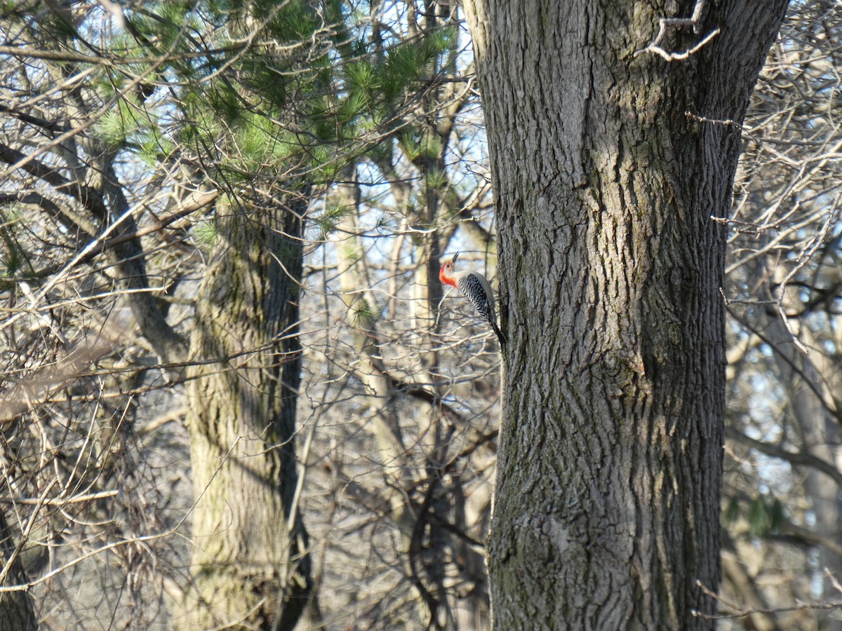 Red-bellied Woodpecker - ML438489031