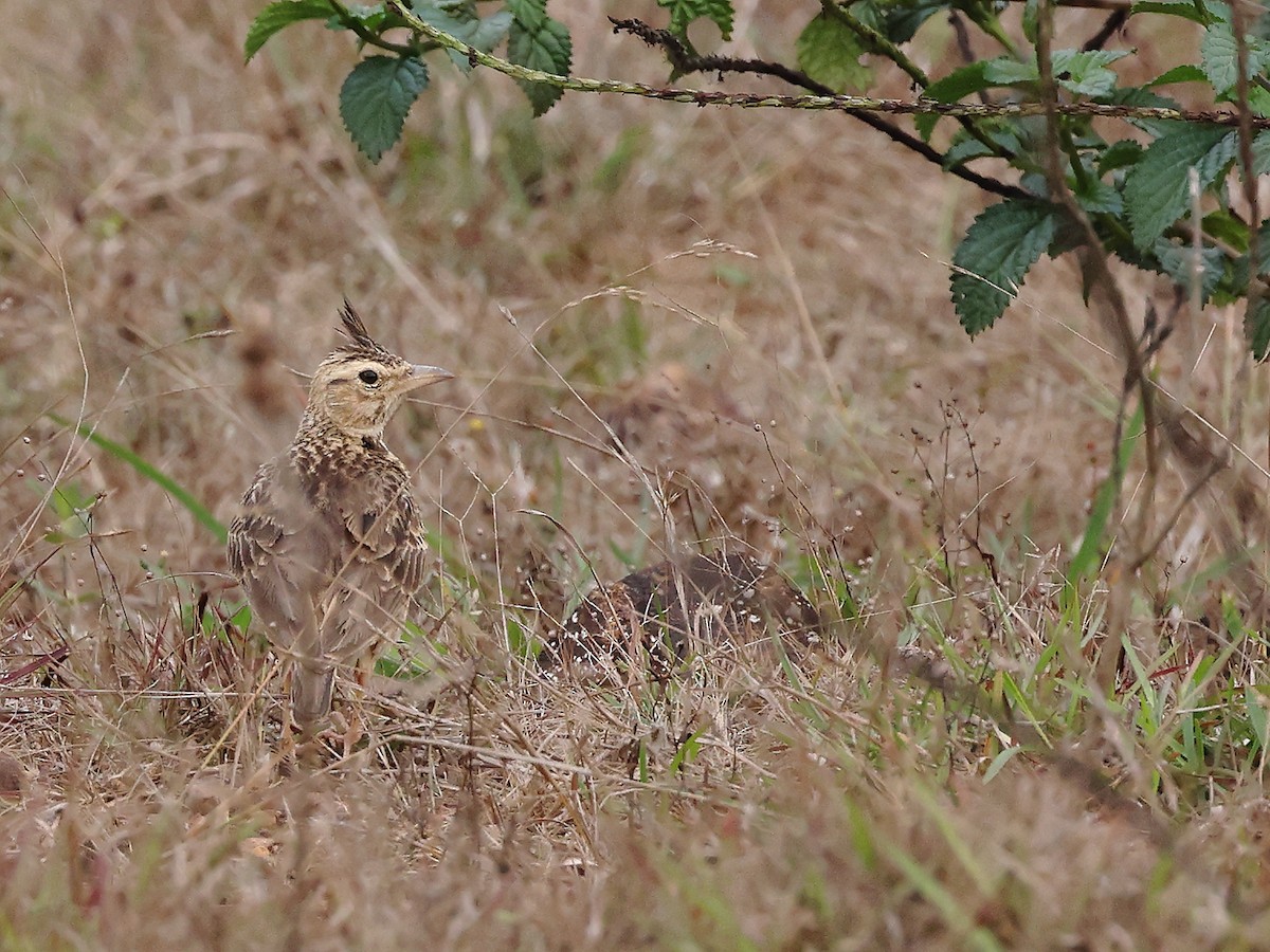 Malabar Lark - ML438489831