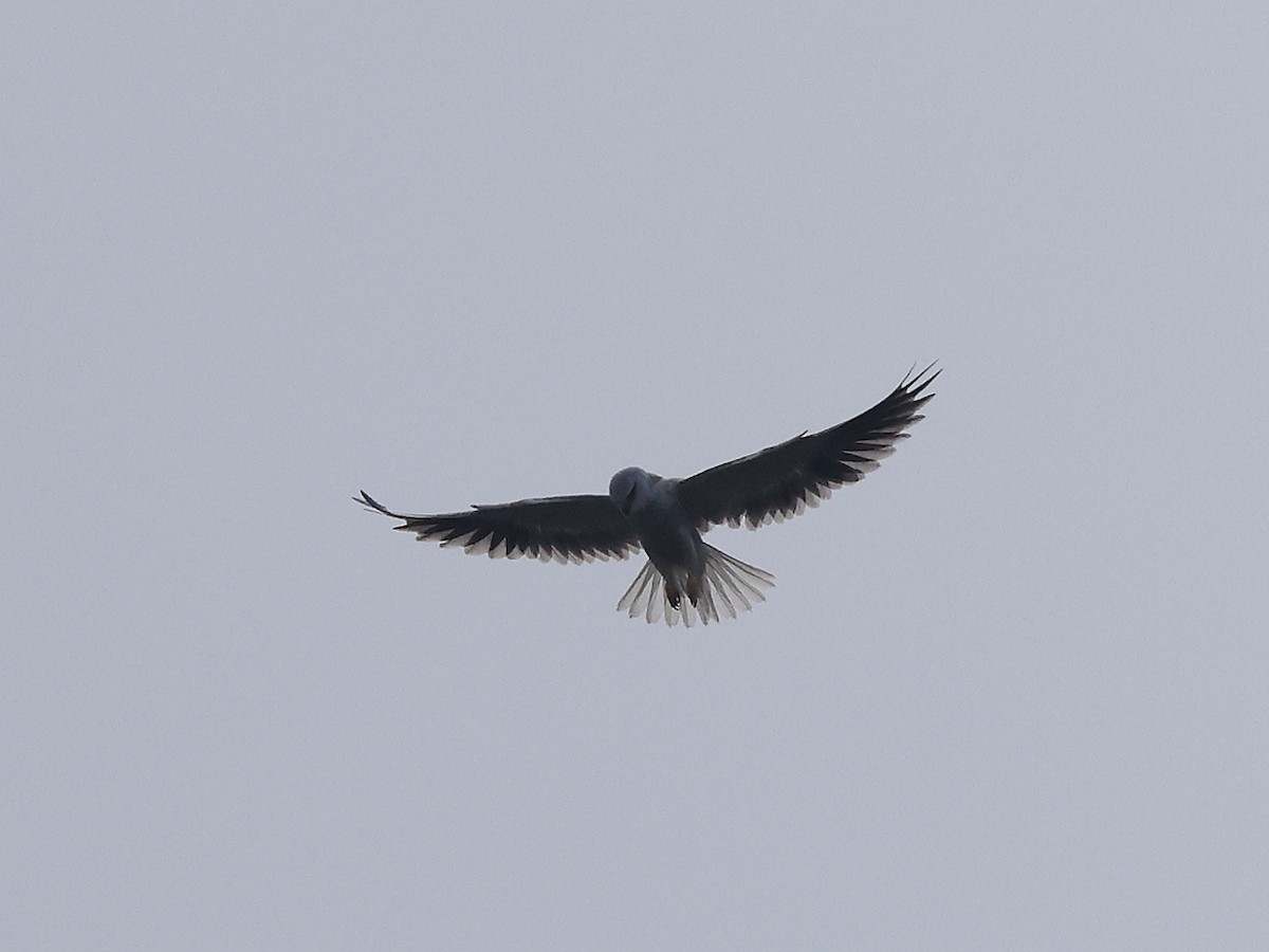 Black-winged Kite - ML438489881