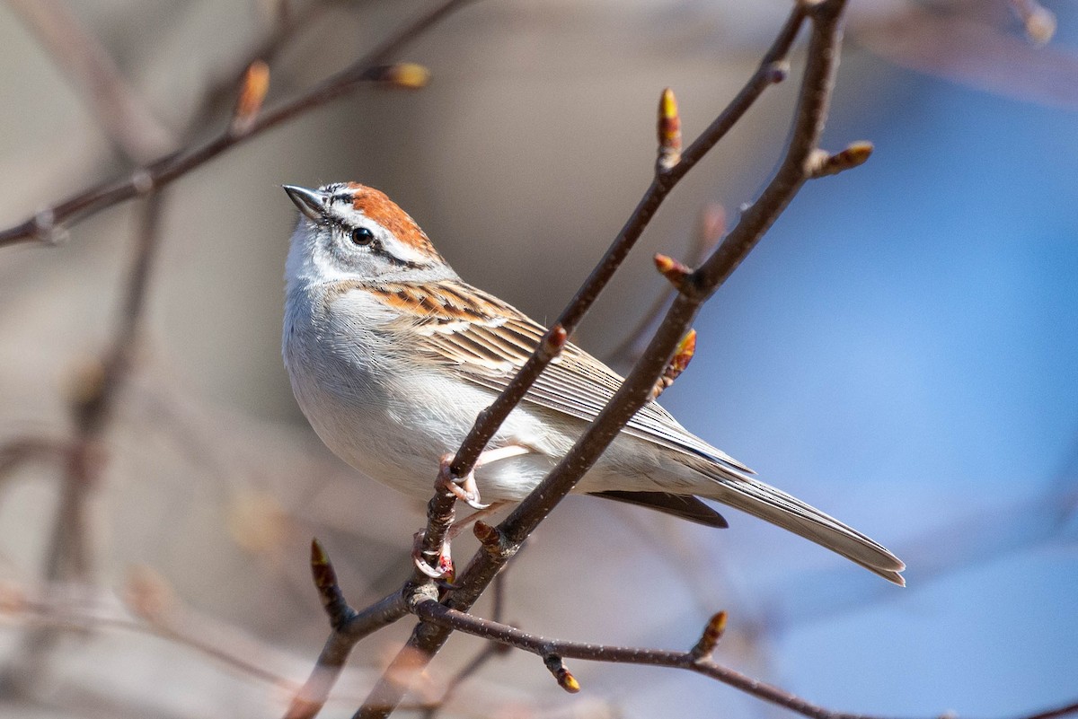 Chipping Sparrow - ML438490491