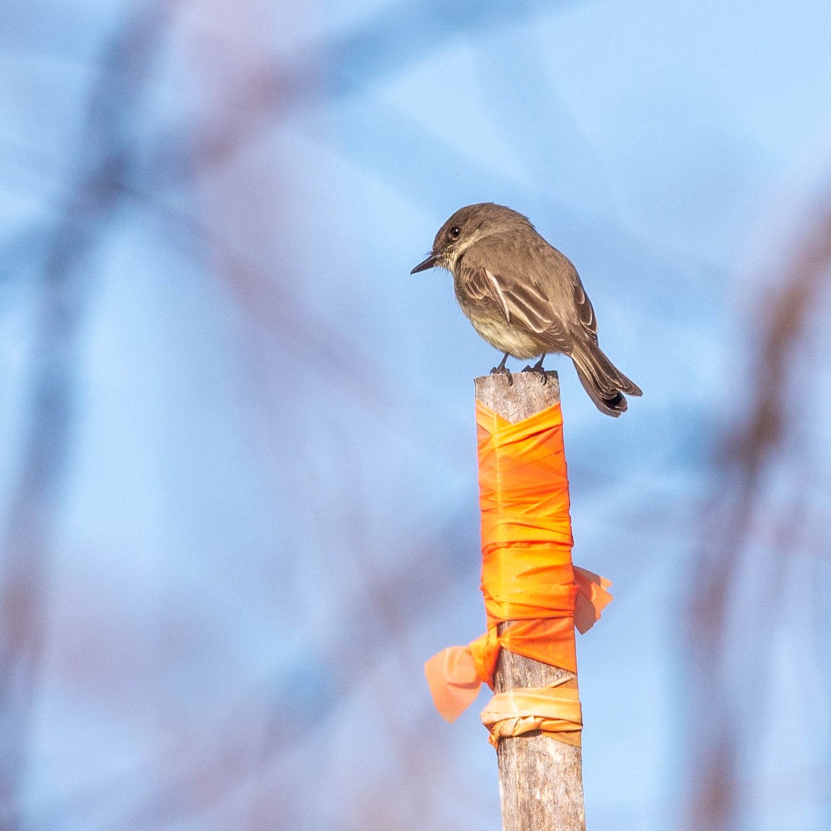 Eastern Phoebe - ML438490561