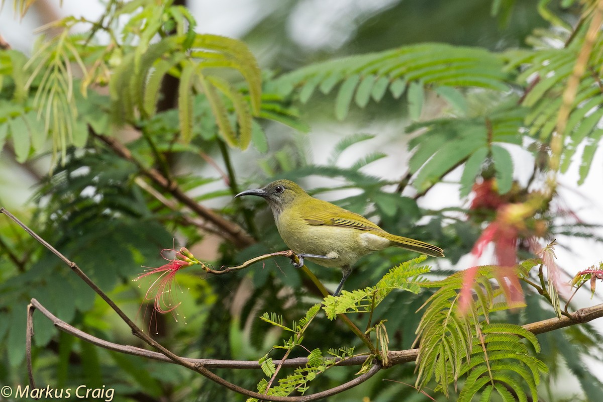 Sunda Honeyeater - ML43849081