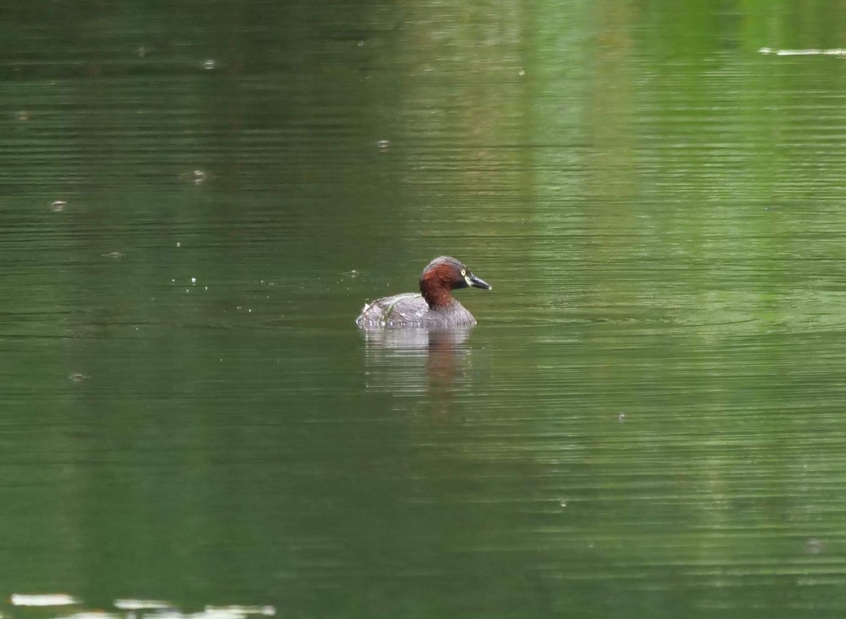 Little Grebe - ML438490981