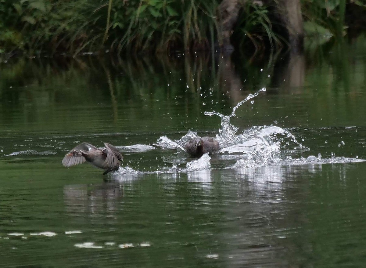 Little Grebe - ML438491051