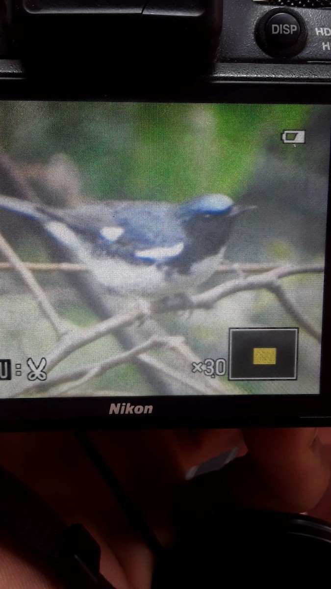 Black-throated Blue Warbler - ML438491801