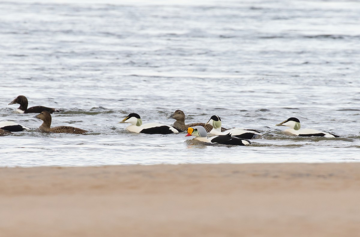 King Eider - ML438492651