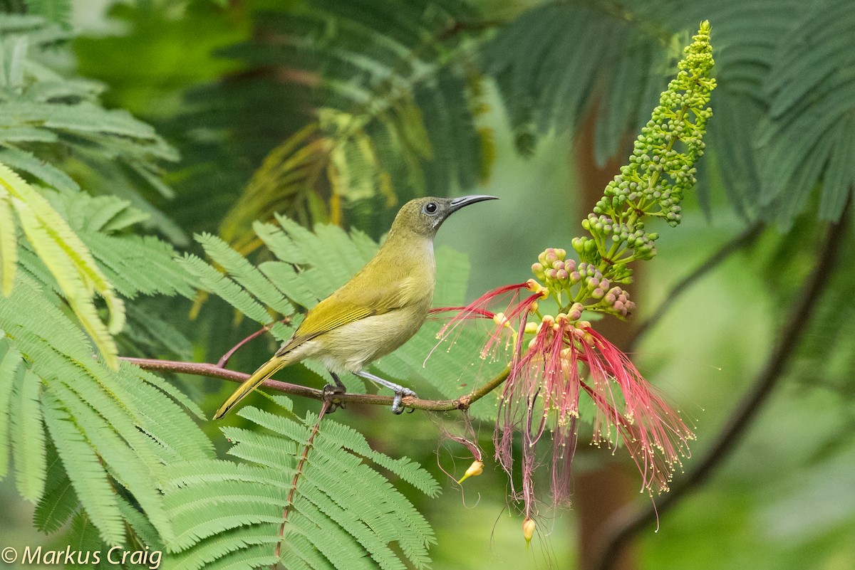 Sunda Honeyeater - ML43849311