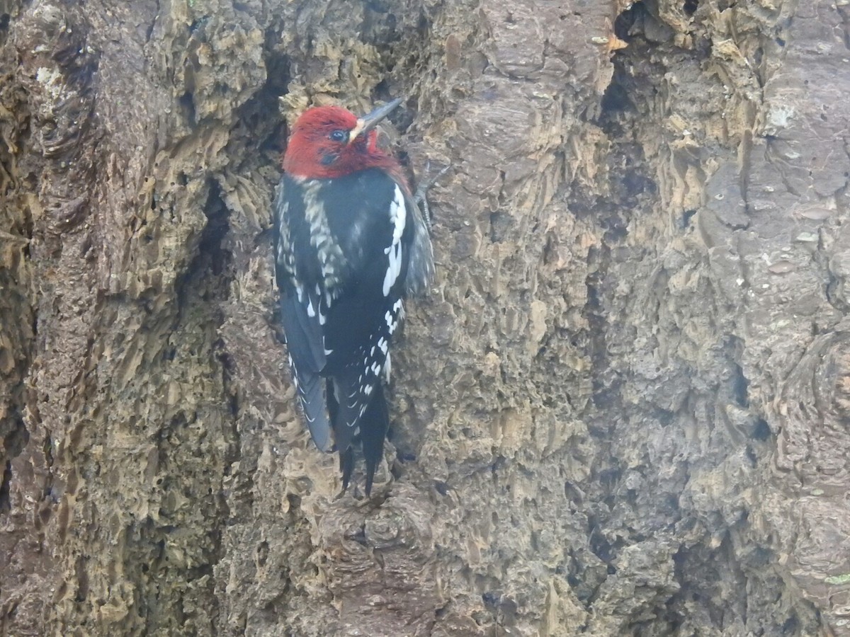 Red-breasted Sapsucker - ML43849351