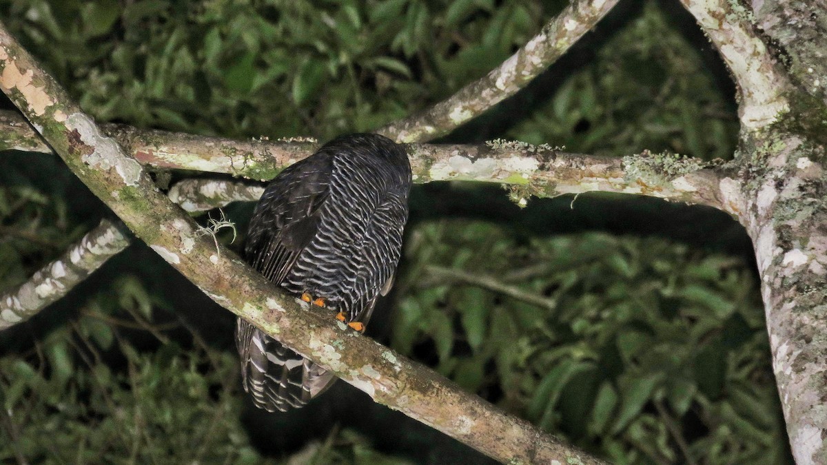 Black-banded Owl - ML438493601