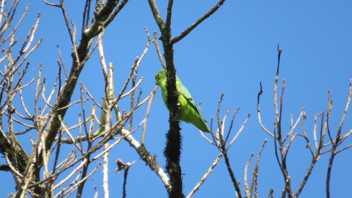 Cobalt-rumped Parrotlet - Zigmar Riedtmann