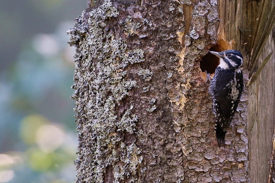 Okil hiruhatza - ML438494141