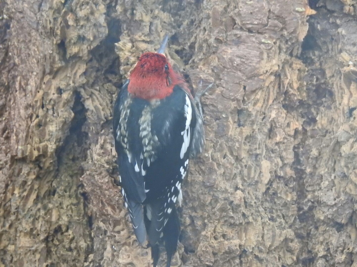 Red-breasted Sapsucker - ML43849431