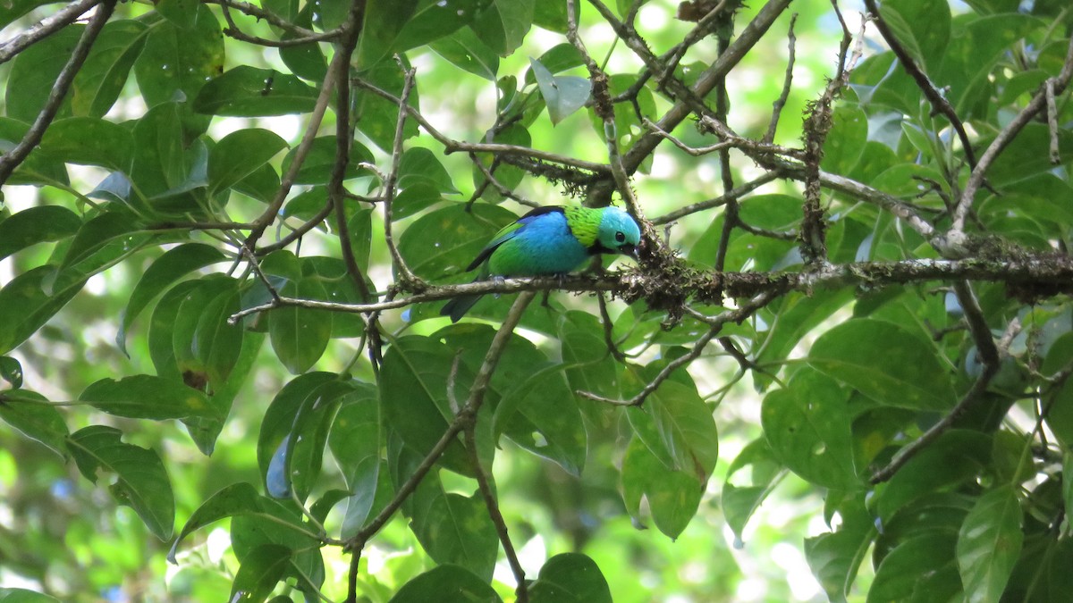 Green-headed Tanager - ML438494351