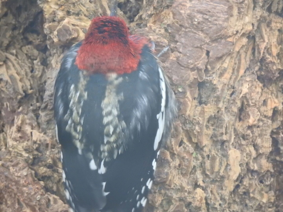 Red-breasted Sapsucker - ML43849471