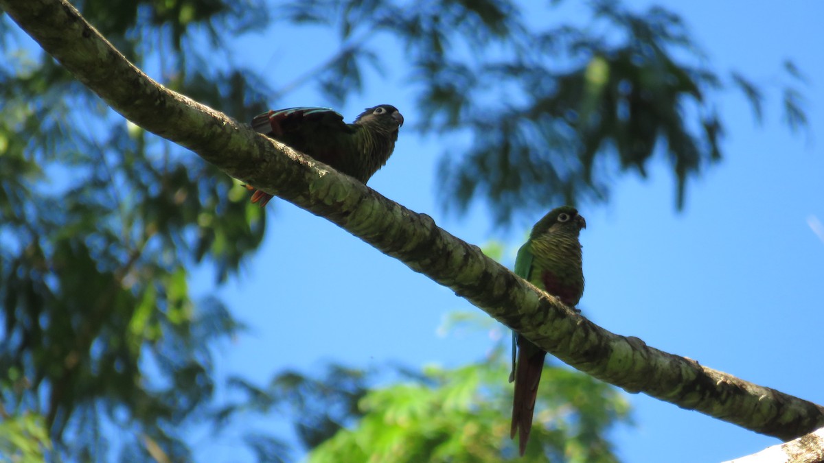 Maroon-bellied Parakeet - ML438495111