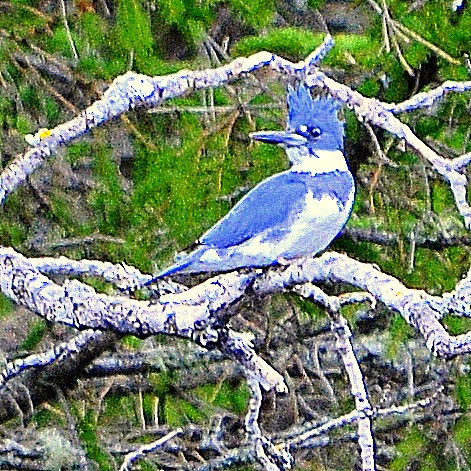 Belted Kingfisher - ML438495271