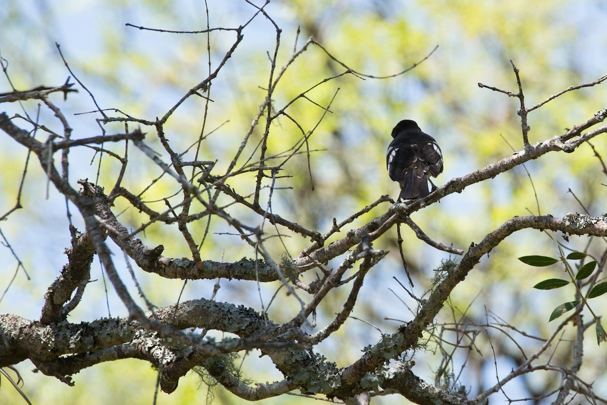 Black-backed Grosbeak - ML438500541