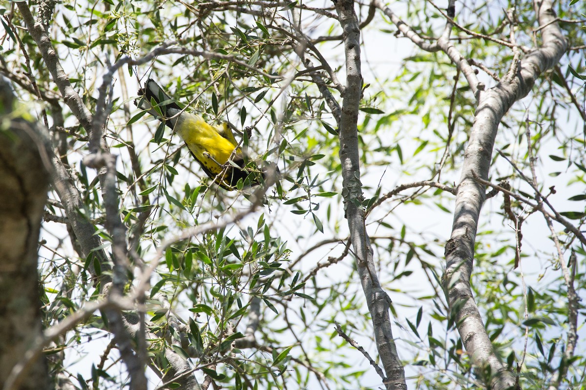 Black-backed Grosbeak - ML438500551
